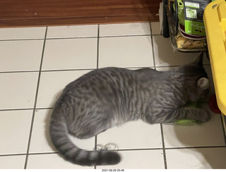 cat Potato assaulting my socks