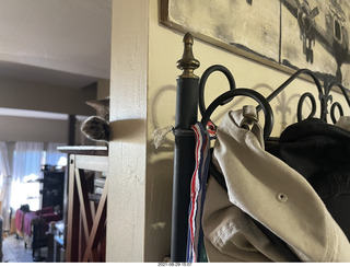 cat Potato lurking on top of my tape collection