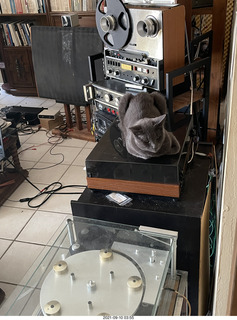 my cat Jane on my Linn turntable