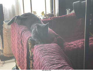 my cat Devin in the hifi room