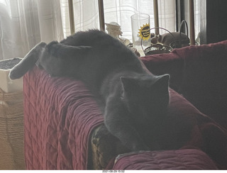 cats Potato and Max inspect a new box with cat Devin