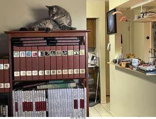 cat Potato on top of my tape collection