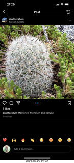cactus picture