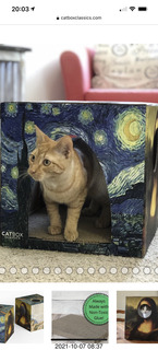 1023 a18. cat who looks like Max in van-gogh box