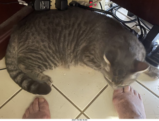 cat Potato resting on my feet