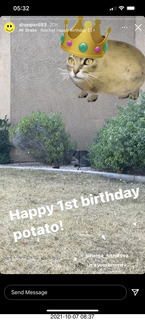 617 a18. cat Potato birthday party