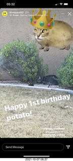 618 a18. cat Potato birthday party