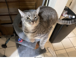 cats Devin and Potato