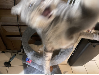 first day with visiting cat Potato