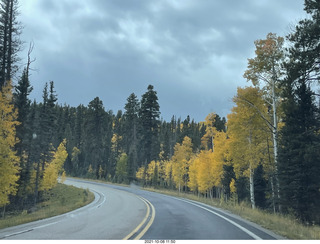 drive to North Rim - yellow aspens