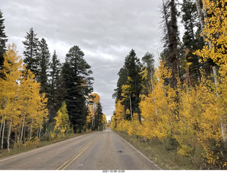 drive to North Rim - yellow aspens