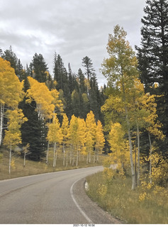 drive to North Rim - yellow aspens