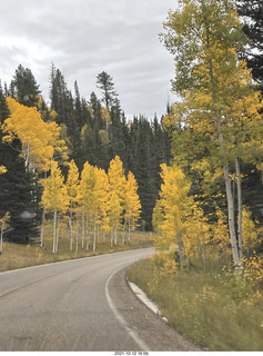 drive to North Rim - yellow aspens