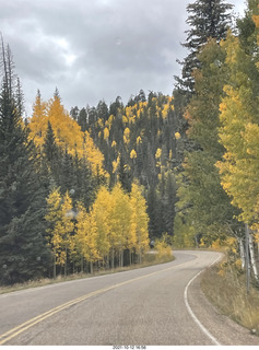 drive to North Rim - yellow aspens