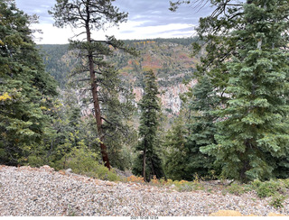 drive to North Rim - yellow aspens