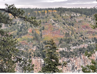 drive to North Rim - yellow aspens