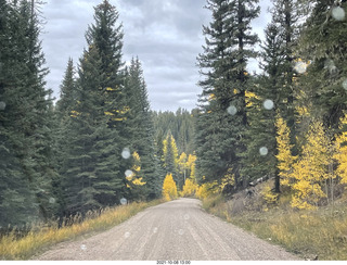 drive to North Rim - yellow aspens