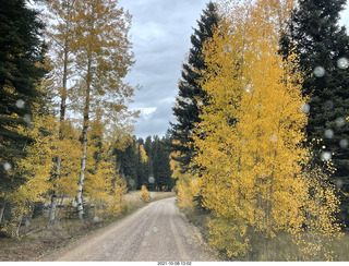 149 a18. Grand Canyon North Rim - yellow aspens