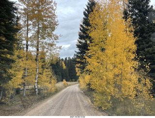 150 a18. Grand Canyon North Rim - yellow aspens