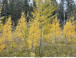 Grand Canyon North Rim - yellow aspens