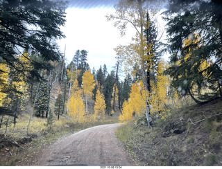 Grand Canyon North Rim - yellow aspens