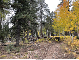 183 a18. Grand Canyon North Rim - Widforss Trail