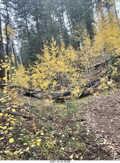 Grand Canyon North Rim - Widforss Trail - yellow aspens