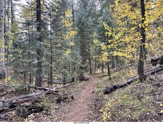 215 a18. Grand Canyon North Rim - Widforss Trail - yellow aspens