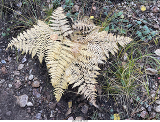 216 a18. Grand Canyon North Rim - Widforss Trail - brown ferns