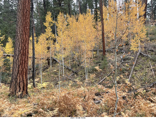 218 a18. Grand Canyon North Rim - Widforss Trail - yellow aspens