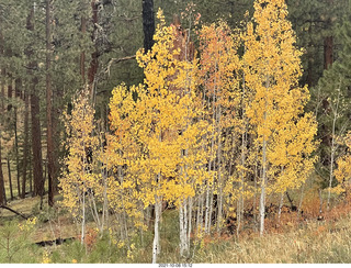 263 a18. Grand Canyon North Rim - Widforss Trail - yellow aspens