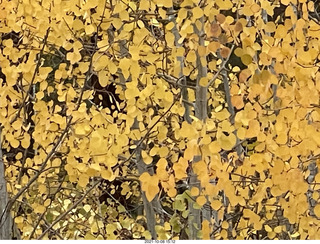 Grand Canyon North Rim - Widforss Trail - yellow aspen leaves