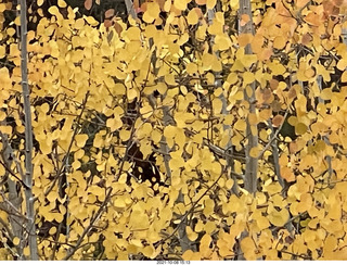 Grand Canyon North Rim - Widforss Trail - yellow aspen leaves