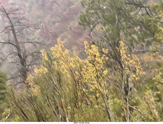 Grand Canyon North Rim - Widforss Trail - yellow plants