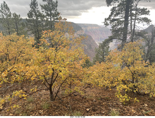 Grand Canyon North Rim - Widforss Trail - vista view - yellow aspens