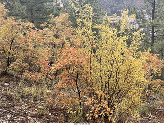 Grand Canyon North Rim - Widforss Trail - vista view