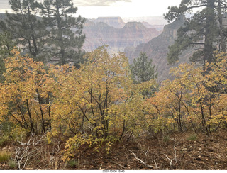 Grand Canyon North Rim - Widforss Trail - green-yellow maple trees