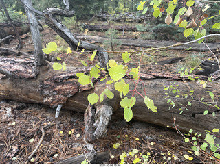 283 a18. Grand Canyon North Rim - Widforss Trail - aspen leaves