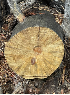 284 a18. Grand Canyon North Rim - Widforss Trail - tree cross section