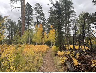 288 a18. Grand Canyon North Rim - Widforss Trail - foliage