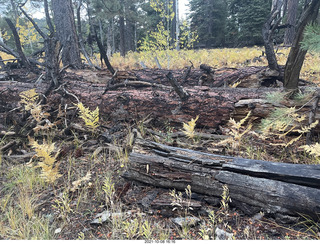 Grand Canyon North Rim - Widforss Trail - logs