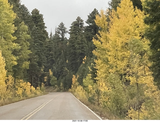 drive to Kanab - yellow aspen trees