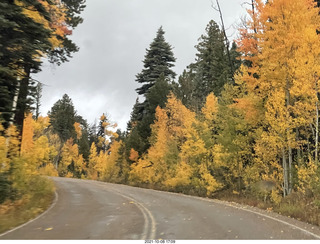 drive to Kanab - yellow aspen trees