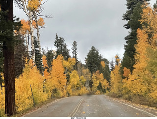 drive to Kanab - yellow aspen trees