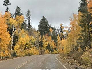 296 a18. drive to Kanab - yellow aspen trees