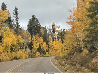 drive to Kanab - yellow aspen trees