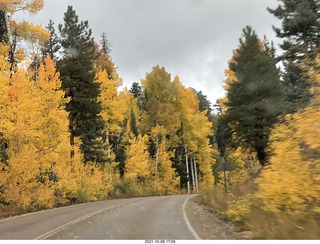 drive to Kanab - yellow aspen trees