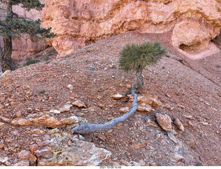 121 a18. Bryce Canyon - Peekaboo hike - struggling tree
