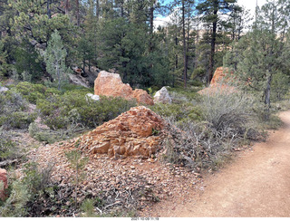 Bryce Canyon - Peekaboo hike - struggling tree