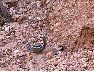 148 a18. Bryce Canyon - Peekaboo hike - chipmunk